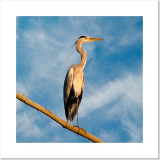 Grey heron Posters and Art